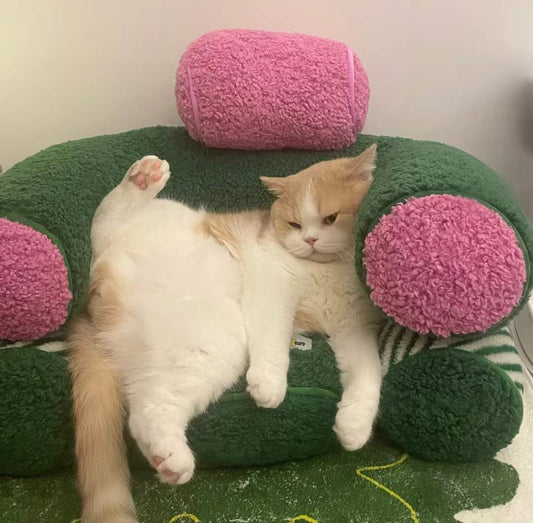 5 Ways to Befriend Your Cat to Be Closer Together