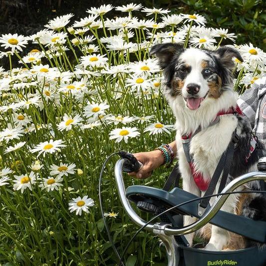 Upgrade Your Pet's Life: Smart Gear for Happy Paws & More You-Time!