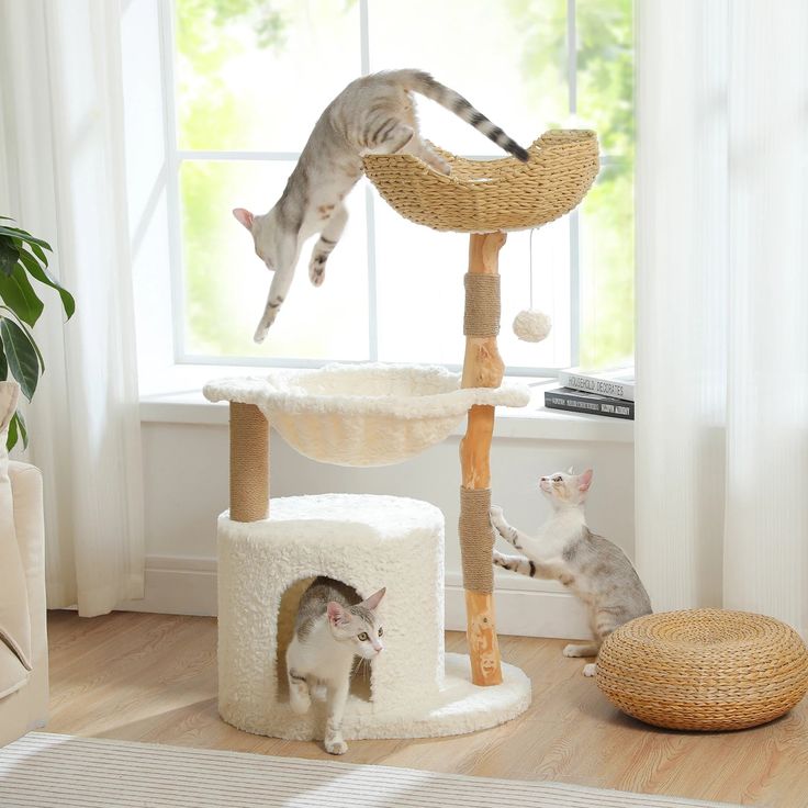 Tree, Condos & Scratchers